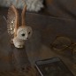 Barn Owl Barn Owl