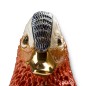 Mandarin Duck Mandarin Duck