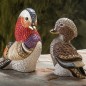 Mandarin Duck Mandarin Duck