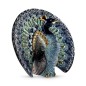 Blue Peacock